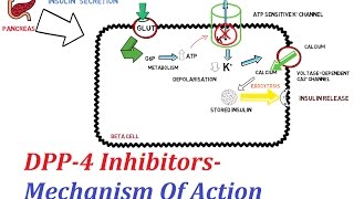 DPP4 Inhibitors  Mechanism Of Action [upl. by Nairdna599]