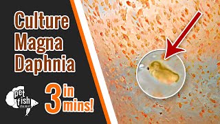 How to culture DAPHNIA MAGNA  The easy way [upl. by Yeniffit]