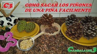 COMO SACAR LOS PIÑONES DE UNA PIÑA FÁCILMENTE [upl. by Rammaj]