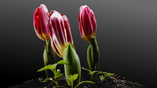 Tulips Growing Time Lapse  90 Days From Bulbs [upl. by Onaicilef]