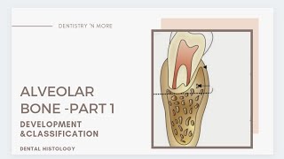 ALVEOLAR BONE PART 1 DEVELOPMENT amp CLASSIFICATION [upl. by Peednam]