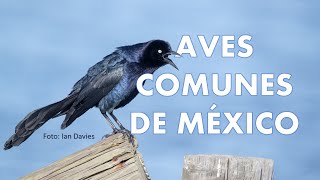 20 Aves Comunes de México CANTO VOZ y LLAMADOS [upl. by Kai]