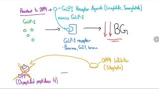 GLP1 Receptor Agonists and DPP4 Inhibitors Explained in 4 Minutes [upl. by Hu]