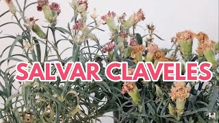 claveles plantas cuidados chuyito jardinero [upl. by Alcott]