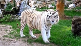 Belgrade Zoo Serbia FullHD [upl. by Colleen]