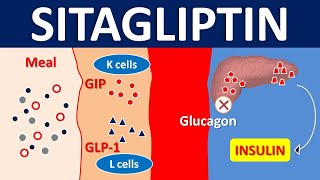 Sitagliptin for type 2 diabetes mellitus  DPP 4 inhibitor  Mechanism precautions amp side effects [upl. by Herates]