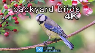 Backyard Birds 4K 2 Hour Ambient Nature Film with Real Bird Sounds  Washington State [upl. by Itnuahsa353]