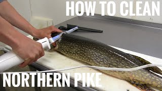 NORTHERN PIKE How to get 5 boneless fillets [upl. by Portuna]