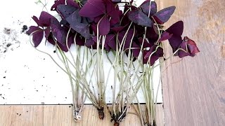 How to Divide and Propagate Oxalis Triangularis  Care Tips Purple Shamrock [upl. by Godrich]