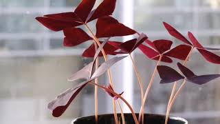 Oxalis triangularis TIME LAPSE VIDEO [upl. by Ahsieket]