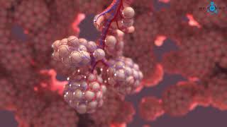 Alveoli 3D Medical Animation [upl. by Elias]