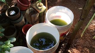 How to grow Green Water Algae [upl. by Eibloc942]