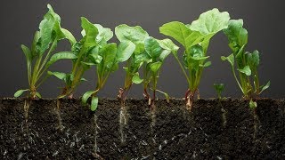 Spinach TimeLapse  40 days  Soil cross section [upl. by Suilenrac]