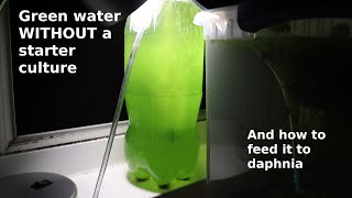 Green Water WITHOUT a Starter Culture  From Scratch  How To [upl. by Elsilrac]