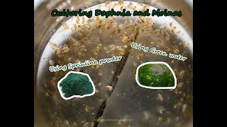 How To Culture Daphnia and Moinas using Green Water Spirulina powder [upl. by Weidman827]