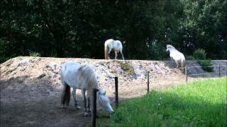 On The Right Track  Horses living in paddock paradise [upl. by Litta]