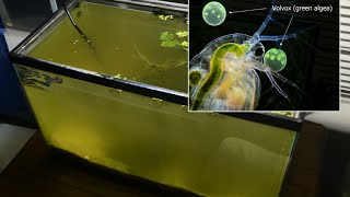 Raising Daphnia for the Freshwater Aquarium [upl. by Hach]