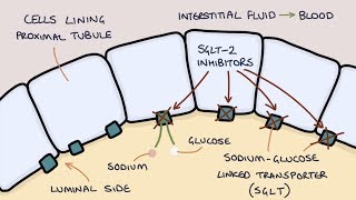 How does Dapagliflozin work Understanding SGLT2 inhibitors [upl. by Caty854]