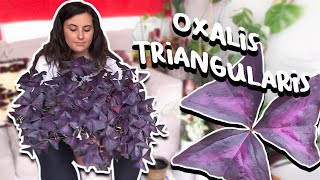 How To Care For Oxalis Triangularis  Purple Shamrock Plant [upl. by Etnelav]