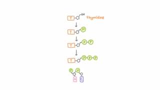 AntiHerpetic Drugs  How They Work [upl. by Reifinnej]