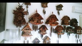 All the sounds my large collection mechanical cuckoo clocks black forest tutti i miei orologi cucù [upl. by Inail]