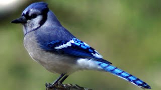 Blue jay bird call  song  sounds [upl. by Joub671]