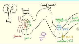 SGLT2 Inhibitors Explained in 3 Minutes [upl. by Atwahs]