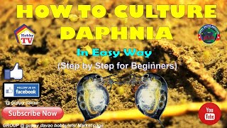 HOW TO CULTURE DAPHNIA In Easy Way [upl. by Toni]